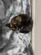Tortoiseshell Cats for sale in Louisville, KY, USA. price: $25