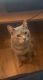 Tortoiseshell Cats for sale in Atwater, CA 95301, USA. price: $50