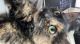 Tortoiseshell Cats for sale in 37191 Big Bend Rd, San Tan Valley, AZ 85140, USA. price: NA