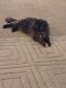 Tortoiseshell Cats for sale in Reynoldsburg, OH, USA. price: $100