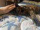 Tortoiseshell Cats for sale in 40 Somerset Rd, Norwood, NJ 07648, USA. price: NA