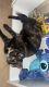 Tortoiseshell Cats for sale in 7105 Goodview Ave, Riverside, CA 92504, USA. price: $25