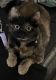 Tortoiseshell Cats for sale in San Clemente, CA, USA. price: $1,500