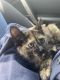 Tortoiseshell Cats for sale in Tualatin, OR, USA. price: $200