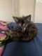 Tortoiseshell Cats for sale in Richmond, TX, USA. price: $150