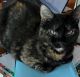 Tortoiseshell Cats for sale in Celina, OH 45822, USA. price: NA
