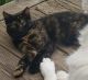 Tortoiseshell Cats for sale in Tyler, TX 75702, USA. price: $800