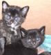 Tortoiseshell Cats for sale in Fall River, MA, USA. price: $950