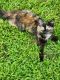 Tortoiseshell Cats for sale in West Springfield, MA, USA. price: $250