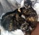 Tortoiseshell Cats for sale in Aurora, TX 76078, USA. price: NA