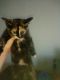 Tortoiseshell Cats for sale in Las Cruces, NM, USA. price: $200