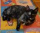 Tortoiseshell Cats for sale in Manhattan, New York, NY, USA. price: $250
