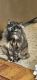 Tortoiseshell Cats for sale in Denver, Colorado. price: $1,800