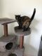 Tortoiseshell Cats for sale in Belmont, ON N0L, Canada. price: NA
