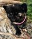 Tortoiseshell Cats for sale in Victorville, CA, USA. price: NA