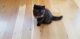 Tortoiseshell Cats for sale in Fort Loudon, PA, USA. price: NA