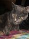 Tortoiseshell Cats for sale in Perris, CA, USA. price: $60