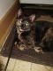 Tortoiseshell Cats for sale in Sheboygan Falls, WI, USA. price: NA