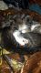 Tortoiseshell Cats for sale in 114 Englewood Dr, Hubert, NC 28539, USA. price: NA