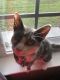Tortoiseshell Cats for sale in Havelock, NC, USA. price: $80