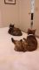 Tortoiseshell Cats for sale in Blythewood, SC 29016, USA. price: NA