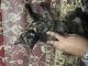 Tortoiseshell Cats for sale in Worcester, MA, USA. price: NA
