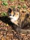Tortoiseshell Cats for sale in Rock Hill, SC, USA. price: NA