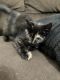 Tortoiseshell Cats for sale in Imperial, NE 69033, USA. price: NA