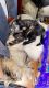 Tortoiseshell Cats for sale in Toledo, OH, USA. price: NA