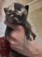 Tortoiseshell Cats for sale in Pittsfield, MA 01201, USA. price: NA