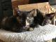 Tortoiseshell Cats for sale in Inglewood, CA, USA. price: NA