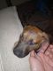 Tosa Puppies for sale in Phoenix, AZ 85041, USA. price: $300