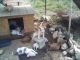 Tosa Puppies for sale in 14164 FM306, Canyon Lake, TX 78133, USA. price: NA