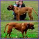Tosa Puppies for sale in Slippery Rock, PA 16057, USA. price: $2,500