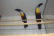 Toucan Birds for sale in Phoenix, AZ, USA. price: NA