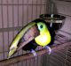 Toucan Birds for sale in Caffee Junction, Alabama 35111, USA. price: NA