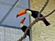 Toucan Birds