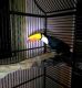 Toucan Birds for sale in Los Angeles, CA, USA. price: $1,000