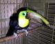 Toucan Birds for sale in Los Angeles, CA, USA. price: $1,000