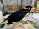 Toucan Birds for sale in Louisville, KY, USA. price: NA