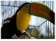 Toucan Birds for sale in San Jose, CA, USA. price: $450