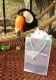 Toucan Birds for sale in Miami Gardens, FL, USA. price: $1,000