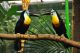 Toucan Birds