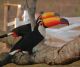 Toucan Birds for sale in Wilseyville, CA 95257, USA. price: $1,500