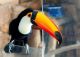 Toucan Birds for sale in Los Angeles, CA, USA. price: $1,500