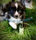 Toy Australian Shepherd Puppies for sale in Foley, MN 56329, USA. price: $1,200