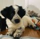 Toy Australian Shepherd Puppies for sale in North Richland Hills, TX, USA. price: NA