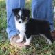 Toy Australian Shepherd Puppies for sale in Normangee, TX 77871, USA. price: $1,000