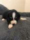 Toy Australian Shepherd Puppies for sale in Los Lunas, NM 87031, USA. price: $750