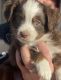 Toy Australian Shepherd Puppies for sale in Reno, NV 89502, USA. price: $3,000
